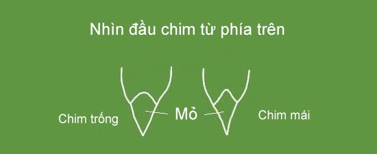 Chim sắc nhật